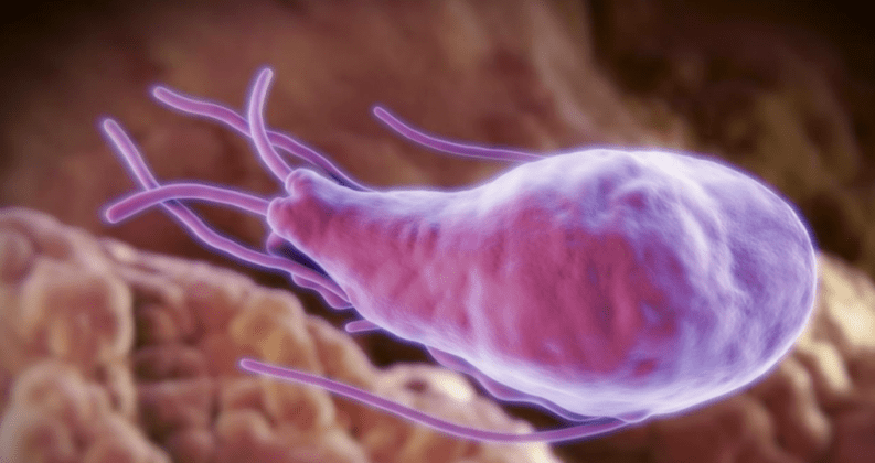 Alveococcus y Echinococcus