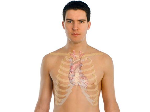 Cómo afectan los parásitos a los órganos humanos.