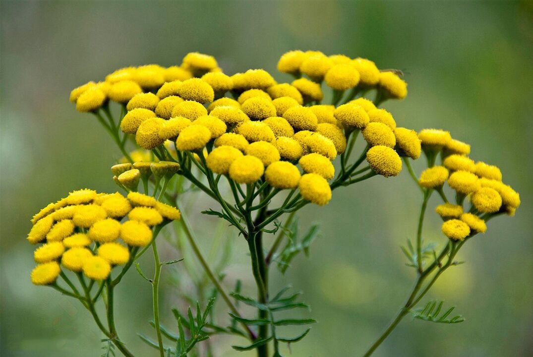 Tansy contra los gusanos en el cuerpo. 